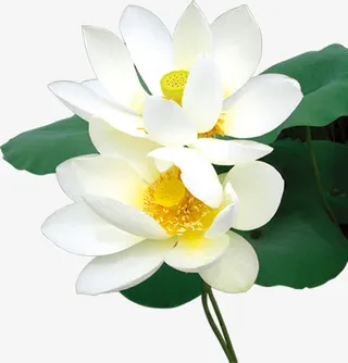 白色纯洁荷花中秋免抠