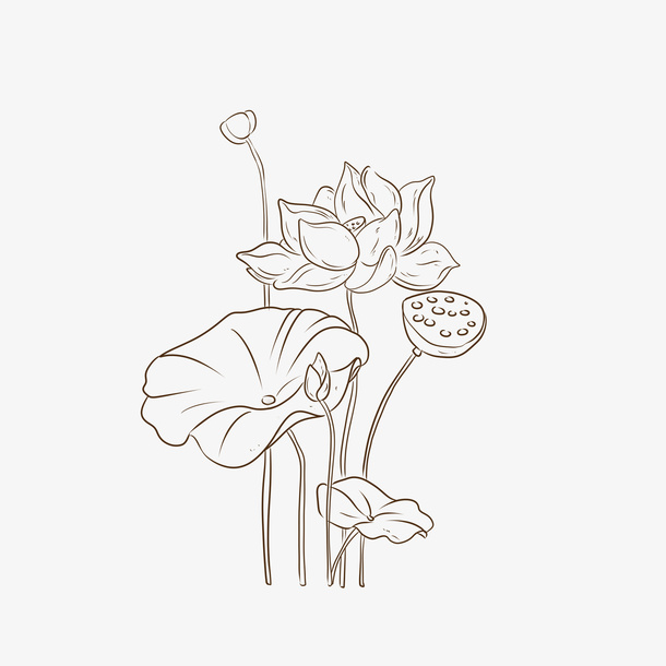 夏季元素荷花荷叶透明背景素材 线稿图免抠动植物植物元素