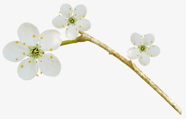 梅花花朵免抠