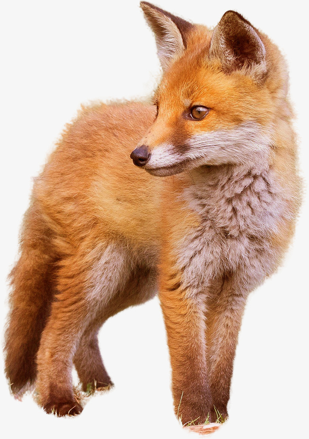 狐狸透明PNG免抠图免抠