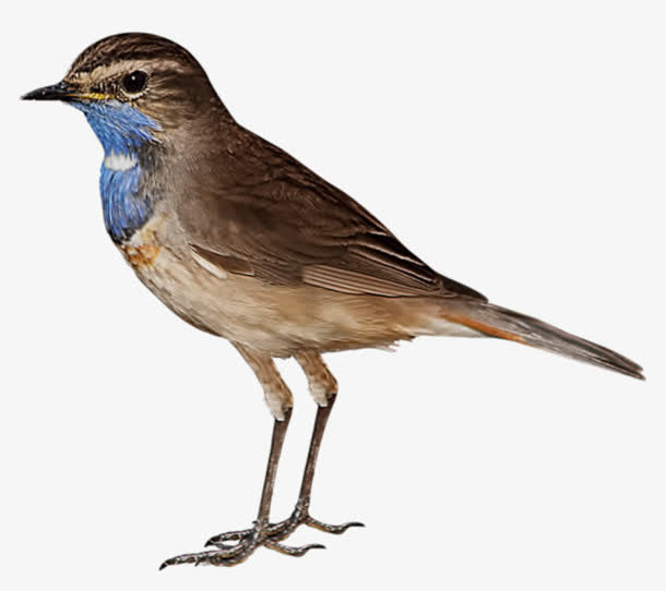 鸟动物鸟麻雀免抠