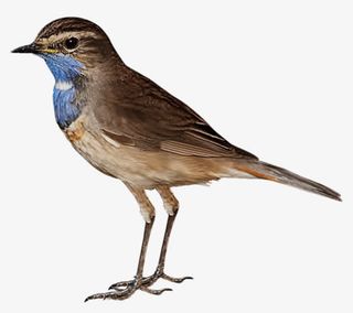 鸟动物鸟麻雀免抠