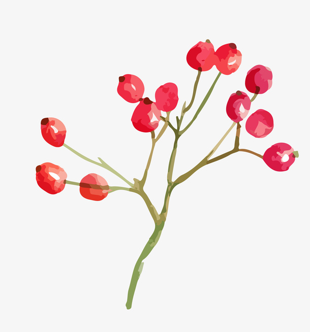 手绘水彩植物花卉小红果免抠
