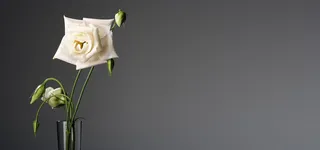 白玫瑰简约家居背景高清