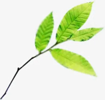 树叶 清凉夏天免抠