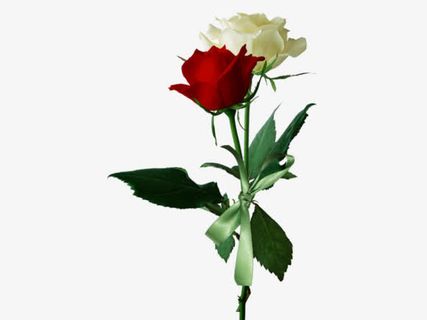 红白盛开玫瑰花枝免抠