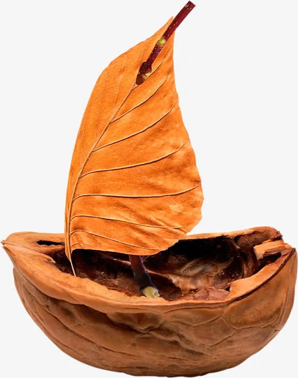 核桃树叶免抠