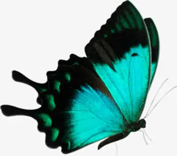 绿色光效春天蝴蝶免抠装饰动物元素