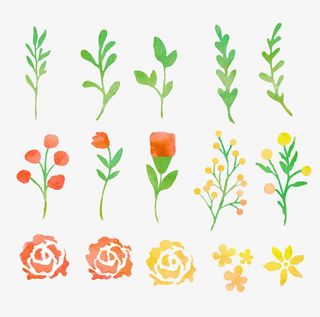 水彩花卉叶子。免抠