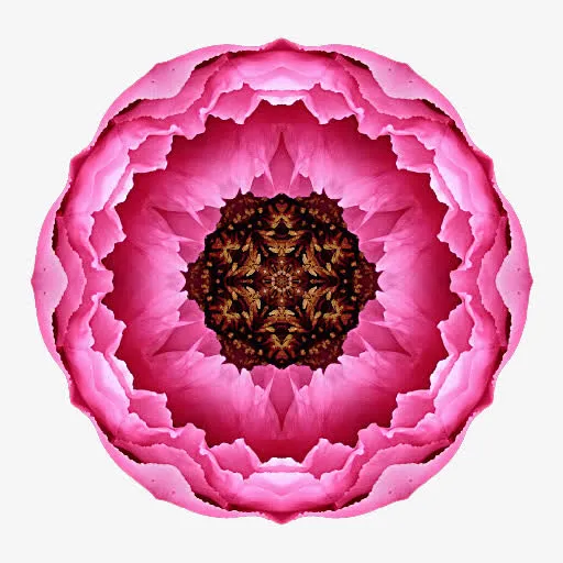粉红花朵免抠