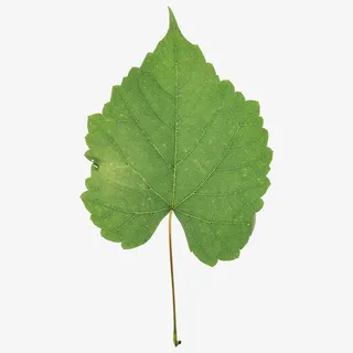 树叶免扣 素材免抠