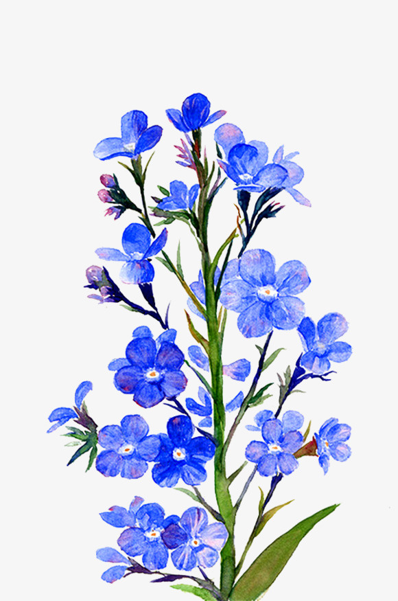 花朵免扣素材免抠