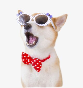 带眼镜帅气狗狗免抠