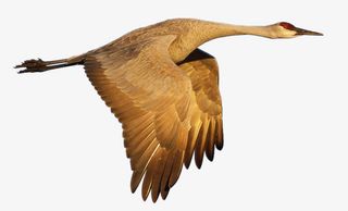 大雁飞行的大雁雁子免抠