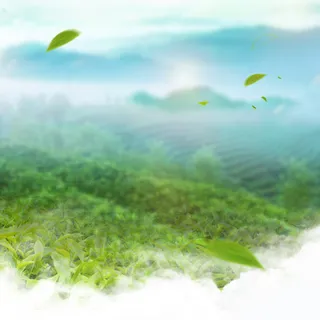 清新绿色茶园茶叶PSD分层主图背景素材高清 清新绿色茶园茶叶PSD分层主图背景素材高清