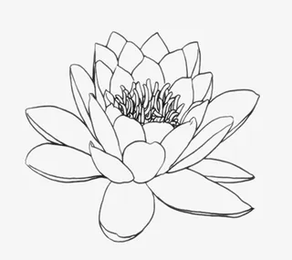 睡莲线稿png免抠