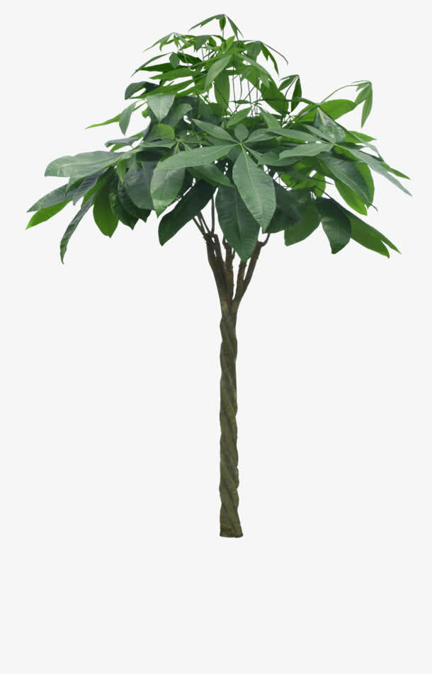 绿色树木绿叶春天免抠