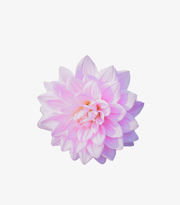 花卉花瓣（2334x2657）免抠