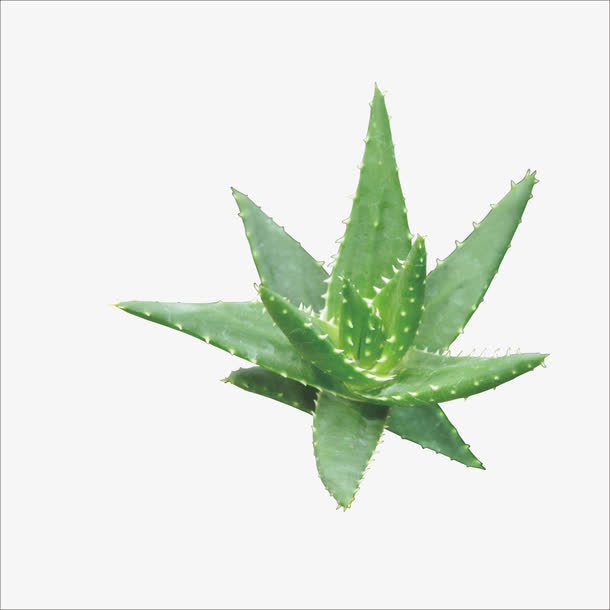 芦荟免抠