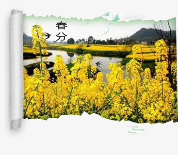 二十四节气之春分油菜花画卷插画免抠动植物植物元素 二十四节气之春分油菜花画卷插画免抠动植物植物元素