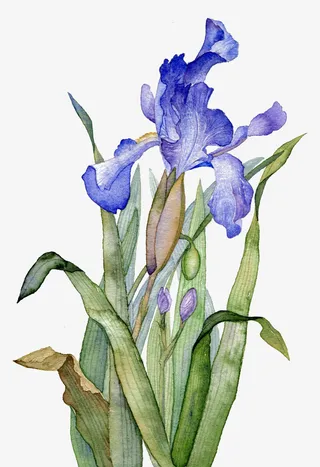 小清新水彩鸢尾草免抠系列免抠