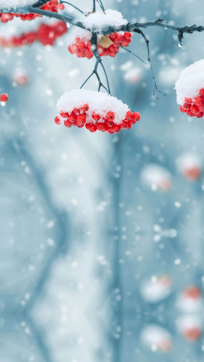 红果上的积雪H5背景高清