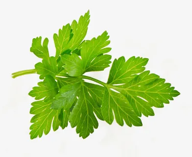 香菜叶高清大图免抠