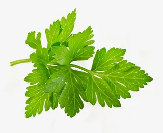 香菜叶高清大图免抠