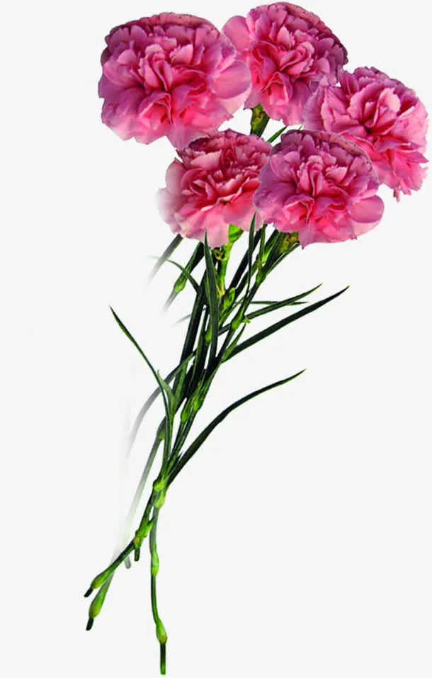 粉色花朵温馨康乃馨花束免抠