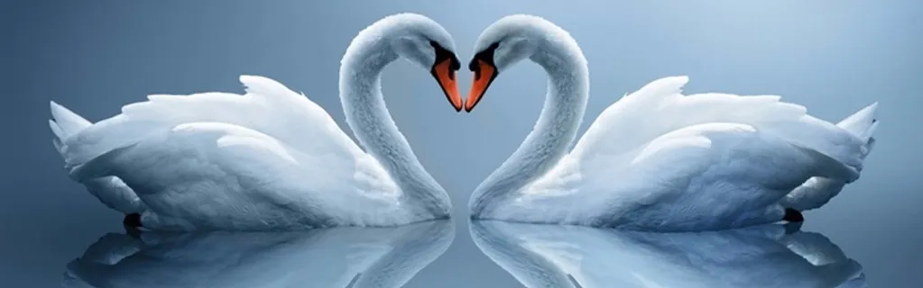 美丽天鹅摄影高清 美丽天鹅摄影高清