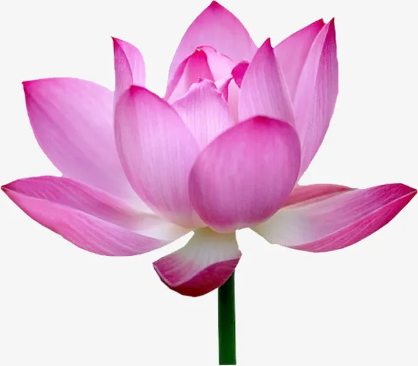荷花免抠