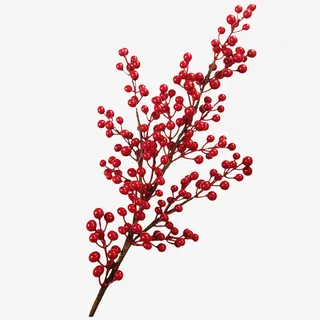 浆果枝  红色果子 发财果免抠