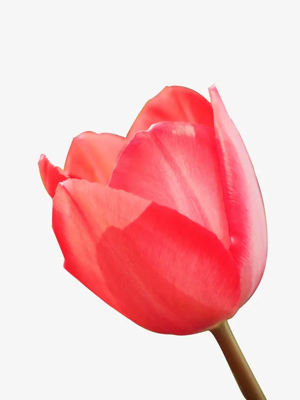 国粹花瓣免抠