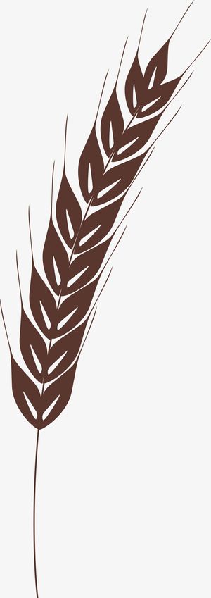 手绘弯曲的燕麦图免抠