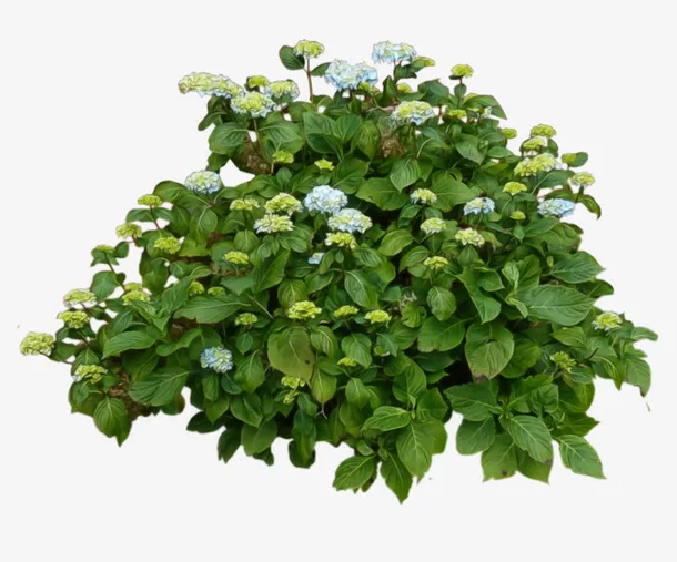 盆花 花盆 植物花卉 园林景观免抠