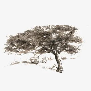 古树手绘画免抠