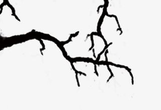 枯枝树枝素材元素免抠