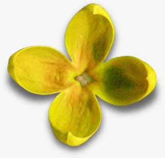 黄色 花瓣免抠