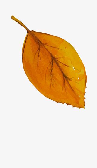 卡通简约落叶叶子装饰设计免抠