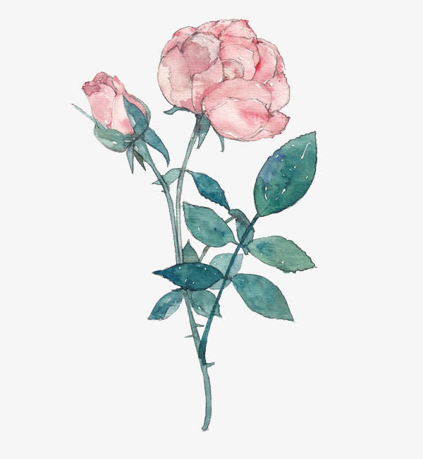 彩绘粉红盛开玫瑰花免抠