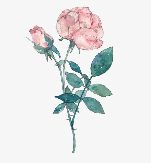 彩绘粉红盛开玫瑰花免抠