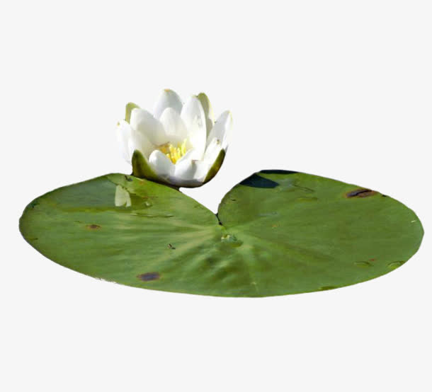 荷花荷叶png素材免抠