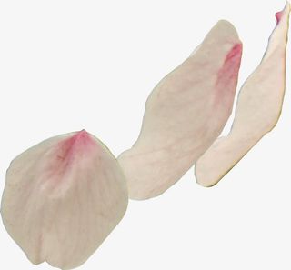 唯美浪漫粉色樱花花瓣免抠