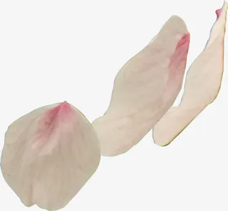 唯美浪漫粉色樱花花瓣免抠