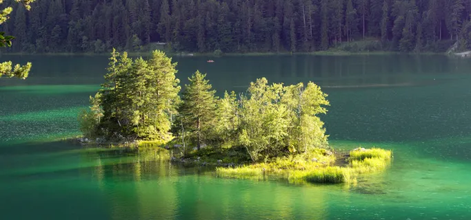 阳光森林背景图高清