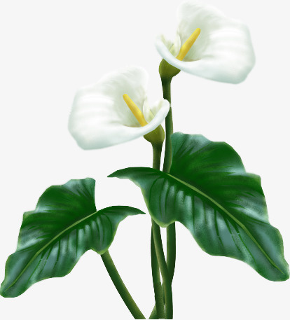 花卉矢量图素材装饰免抠
