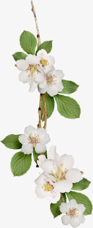 白色梨花免抠