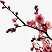 春天公园里的桃花免抠
