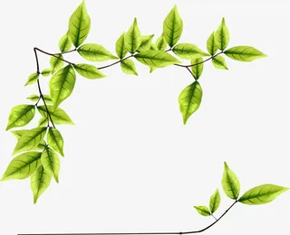绿叶装饰边框免抠