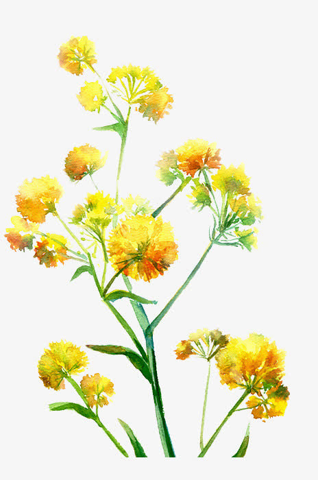 手绘花卉免抠